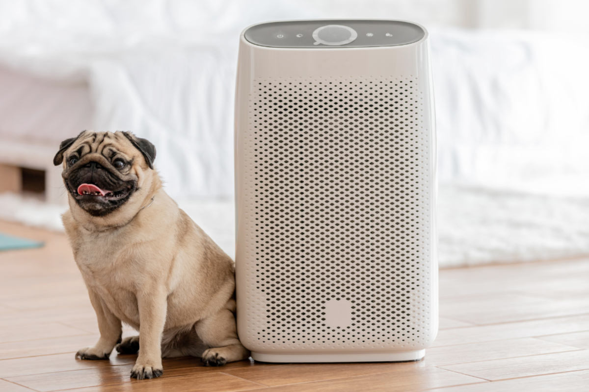 a Pug sitting next to an air purifier in a room.