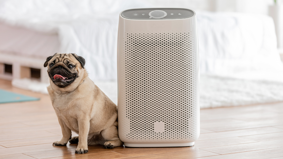 a Pug sitting next to an air purifier in a room.